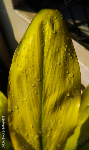 Wallpaper Mural Green leaf with water drop Torontodigital.ca
