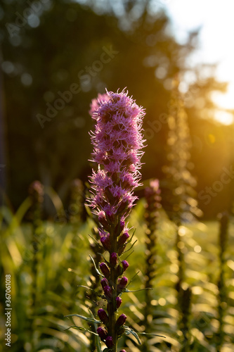 Blazing star blooming purple flower 