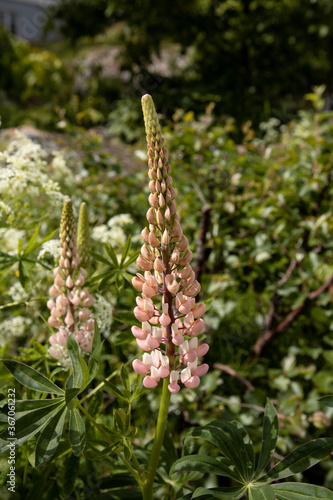 Pink Lupine flower in bloom