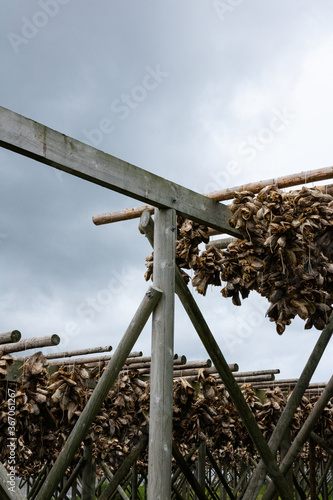 Norwegian fish traditionally drying on open-air racks