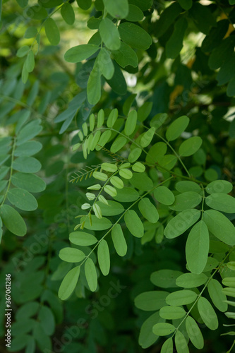 Small green leaves in summer
