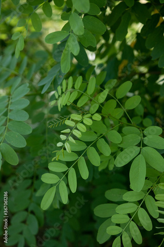 Small green leaves in summer