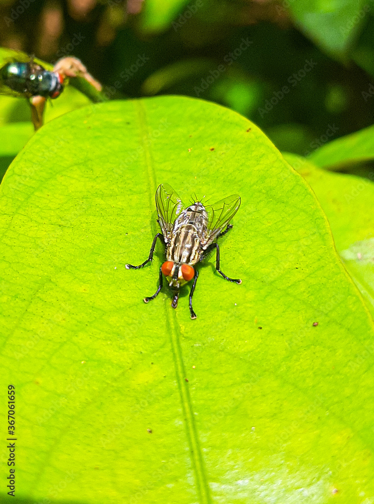 fly on leaf fly on leaf