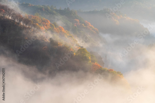 紅葉の山の斜面に発生した朝靄