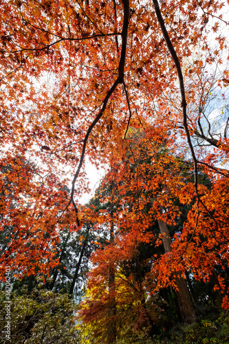 上から覆いかぶさってくるような紅葉