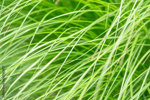 グリーン、草の背景画像