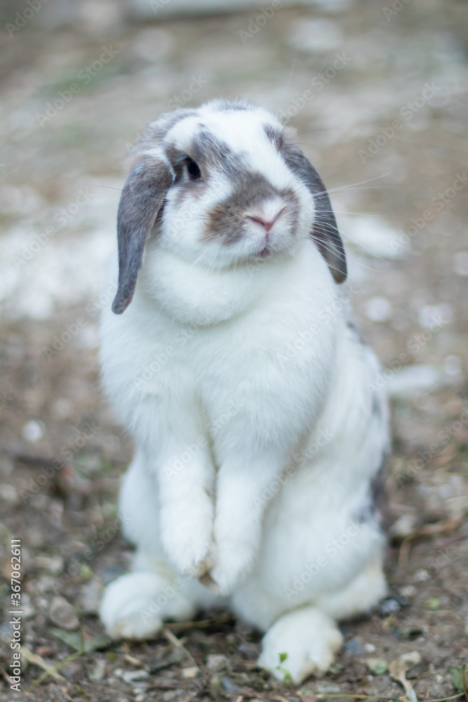 Rabbits that are white and black That is cute and bright In motion of relaxation Rabbits that are white and black That is cute and bright In motion of relaxation