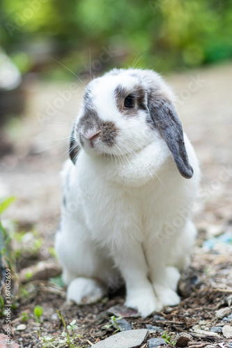 Rabbits that are white and black That is cute and bright In motion of relaxation © kaewphoto