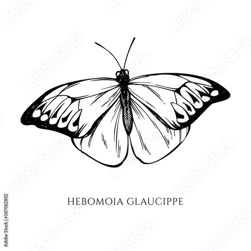 Vector set of hand drawn black and white great orange-tip