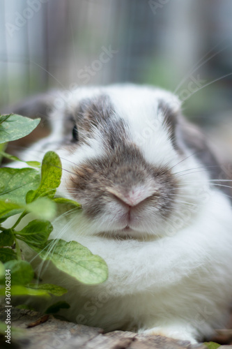 Rabbits that are white and black That is cute and bright In motion of relaxation © kaewphoto