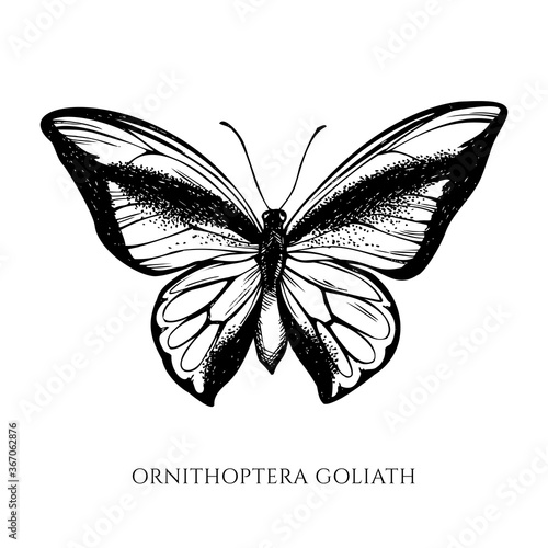 Vector set of hand drawn black and white swallowtail butterfly