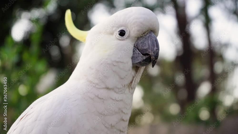 one male Cockatoo close up of a white parrot slow motion 4k video in Australia Queensland one male Cockatoo close up of a white parrot slow motion 4k video in Australia Queensland