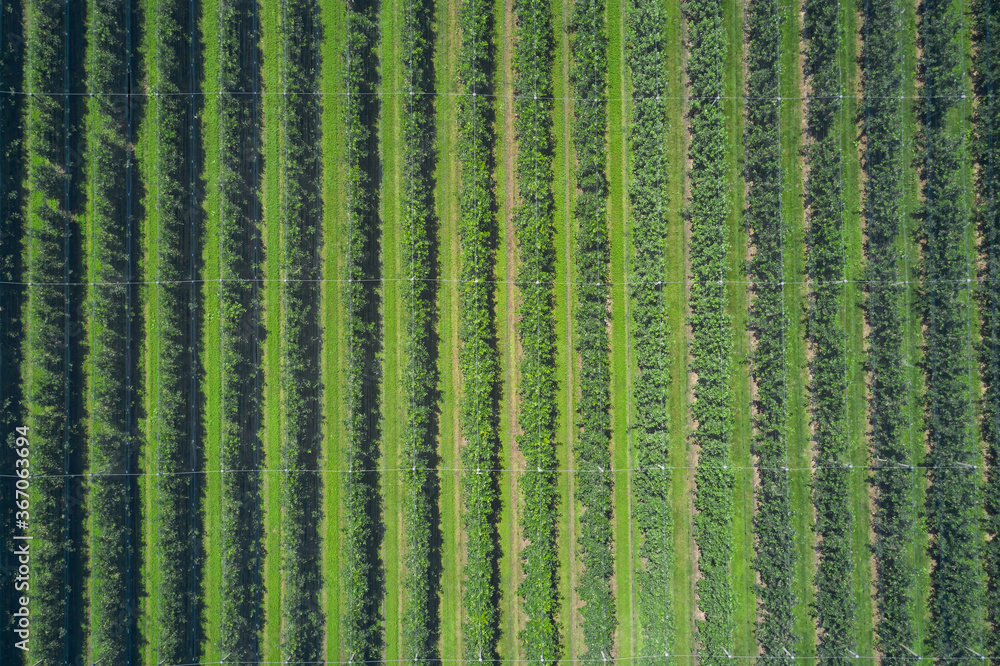Rows in a vineyard, natural pattern above from a drone. Aerial view. Vineyards of Italy. Vertical rows plantation of Italy's vineyards. Rows in a vineyard, natural pattern above from a drone. Aerial view. Vineyards of Italy. Vertical rows plantation of Italy's vineyards.