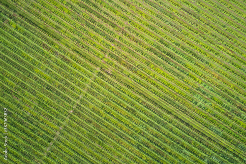 Plantation of vineyards in Italy. Diagonal rows at high altitude. Aerial view. Bird's-eye