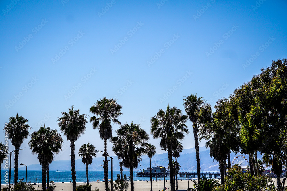 palm trees near the ocean blue skies