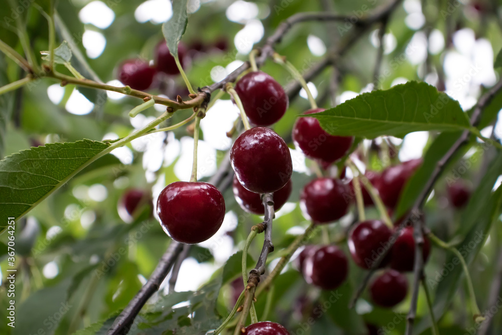 Obraz premium Ripe cherries hanging from a cherry tree branch