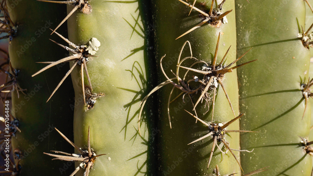Cactus from the province of Salta in Argentina Cactus from the province of Salta in Argentina