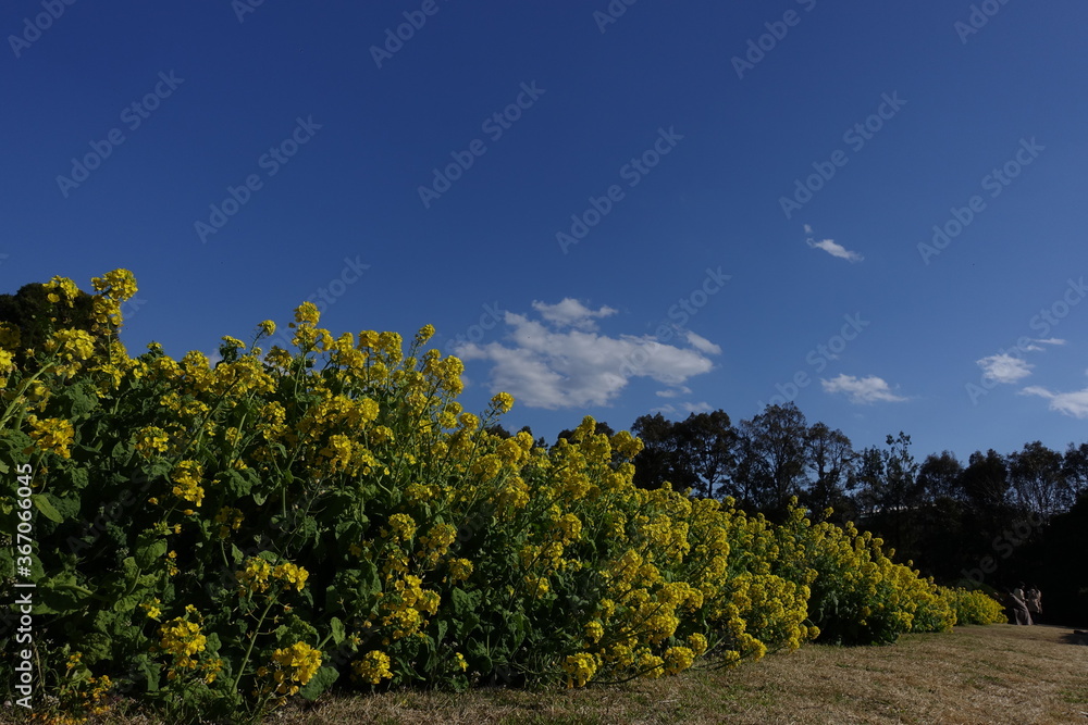 Naklejka premium 菜の花と青空