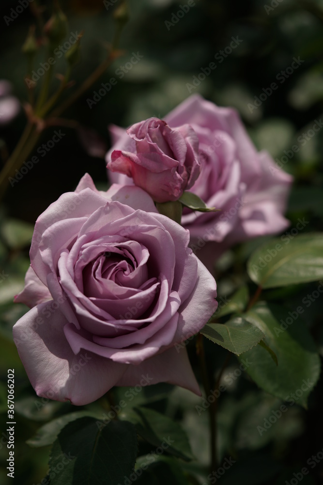 Light Purple Flower of Rose 'Blue Moon' in Full Bloom
Light Purple Flower of Rose 'Blue Moon' in Full Bloom