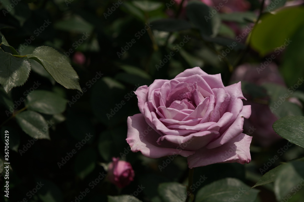 Light Purple Flower of Rose 'Blue Moon' in Full Bloom
Light Purple Flower of Rose 'Blue Moon' in Full Bloom