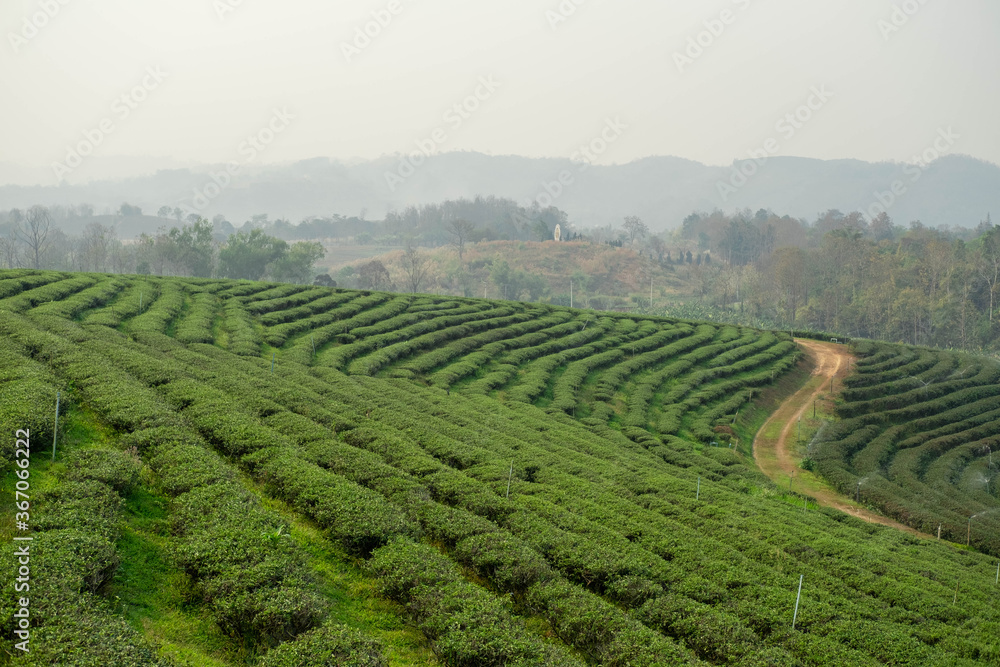 Landscape nature green tea plantation in the north of Thailand