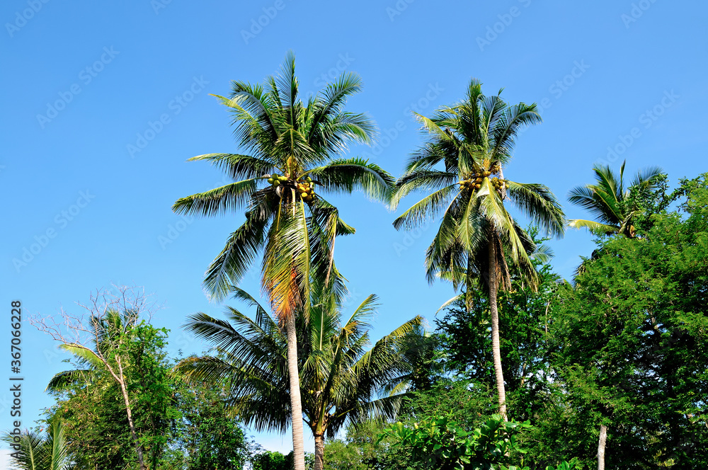 coconut trees in the south of Thailand, background