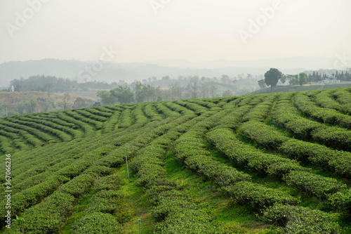 Landscape nature green tea plantation in the north of Thailand