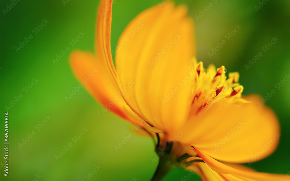 Close up Cosmos flowers, selective focus with copy space