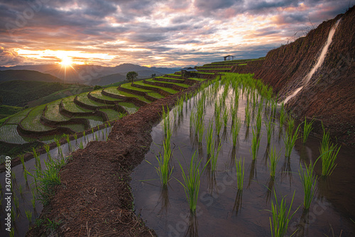 Terrace rice field during sunset or twilight sky