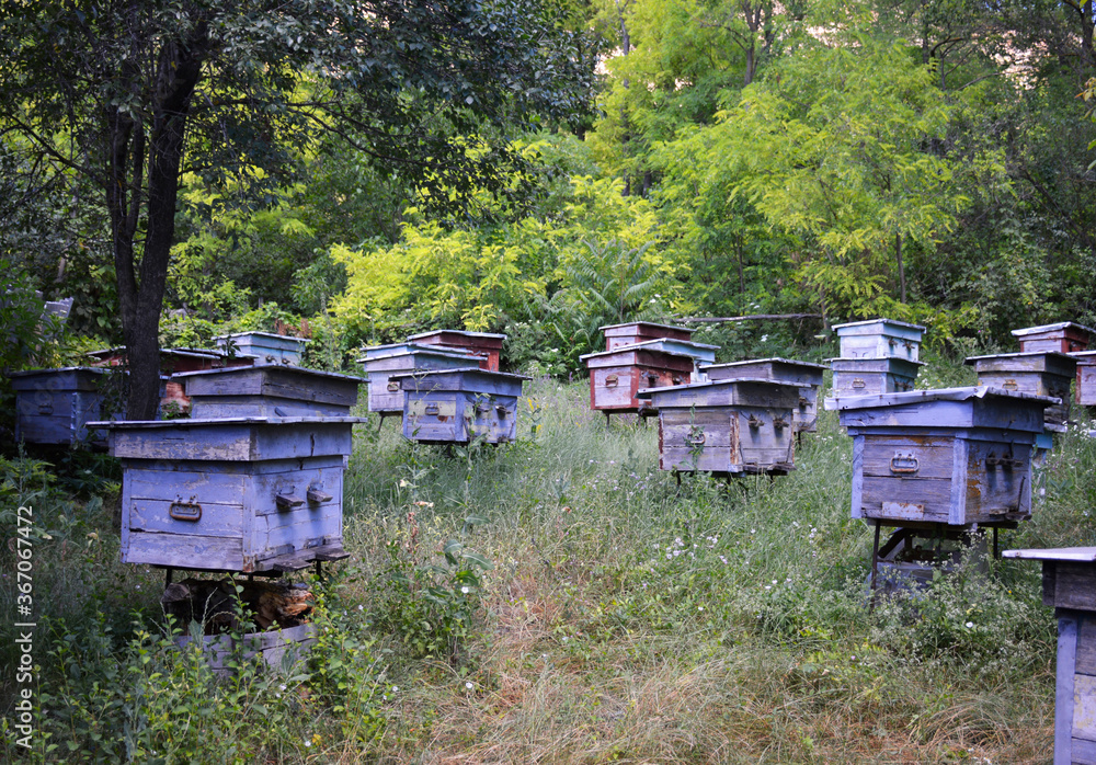 old bee hives stand in a clearing in the forest. hives of different colors with cracked paint old bee hives stand in a clearing in the forest. hives of different colors with cracked paint