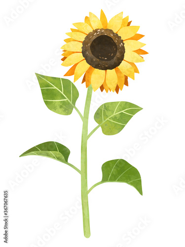 Watercolor sunflower with stalk and leaves clipart, hand drawn colorful stock illustration. Yellow flower clip art.