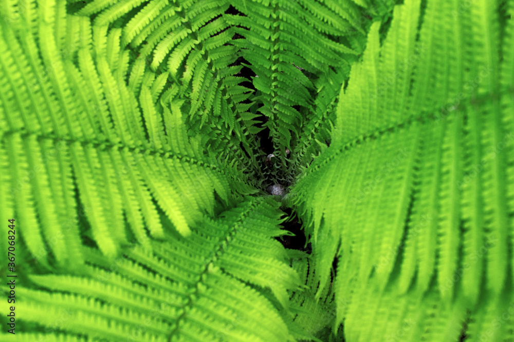 green fern leaf Bush, top view, focus in the center green fern leaf Bush, top view, focus in the center