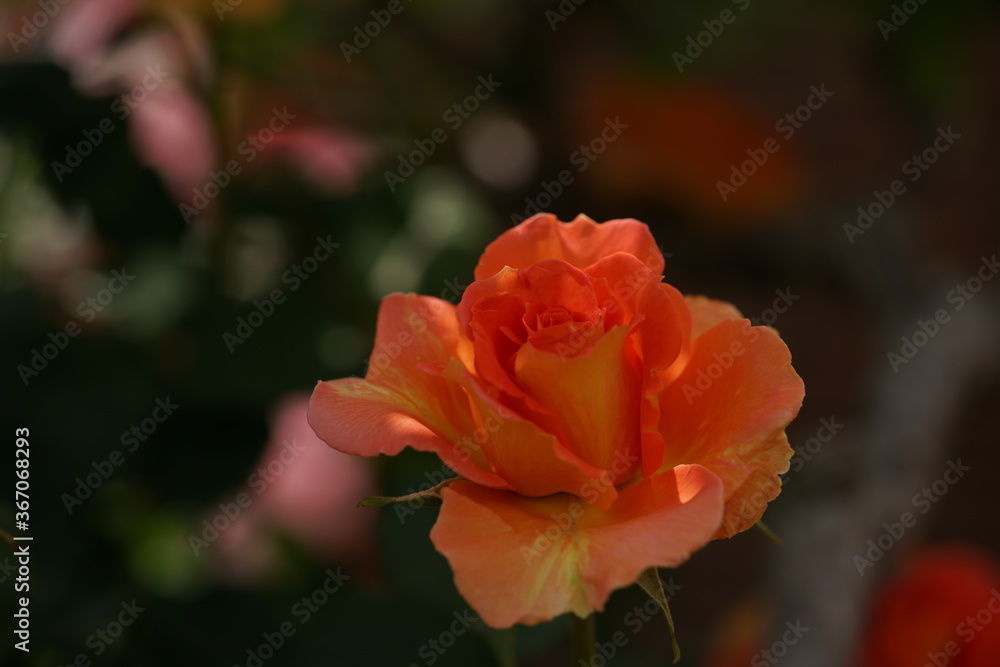 Orange Flower of Rose 'Brass Band' in Full Bloom
Orange Flower of Rose 'Brass Band' in Full Bloom