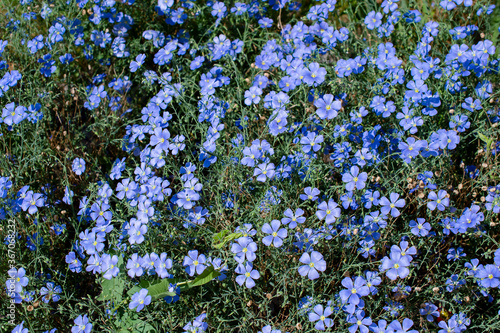 ordinary real Amateur photo of flax flowers