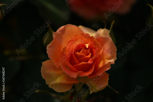 Orange Flower of Rose  Brass Band  in Full Bloom 