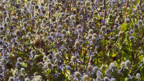 Flachblatt-Mannstreu oder Eryngium planum mit zahlreiche dichte, halbkugelige Blütenstände und Nektarpflanze mit Bestäuber und bienenfreundlich