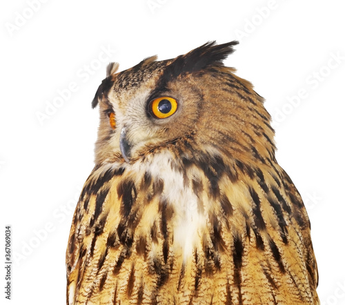 Photo of an beautiful Owl on white
