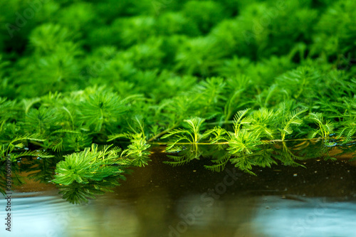 Green and luxuriant water plants © Mulin