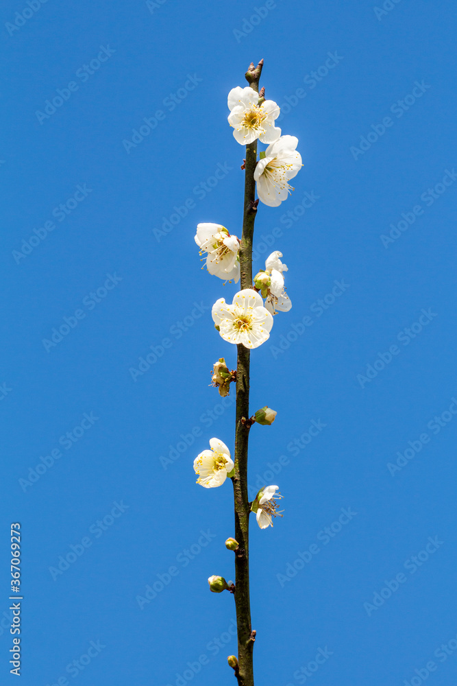 Plum blossom in winter Plum blossom in winter