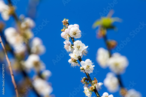 Plum blossom in winter photo