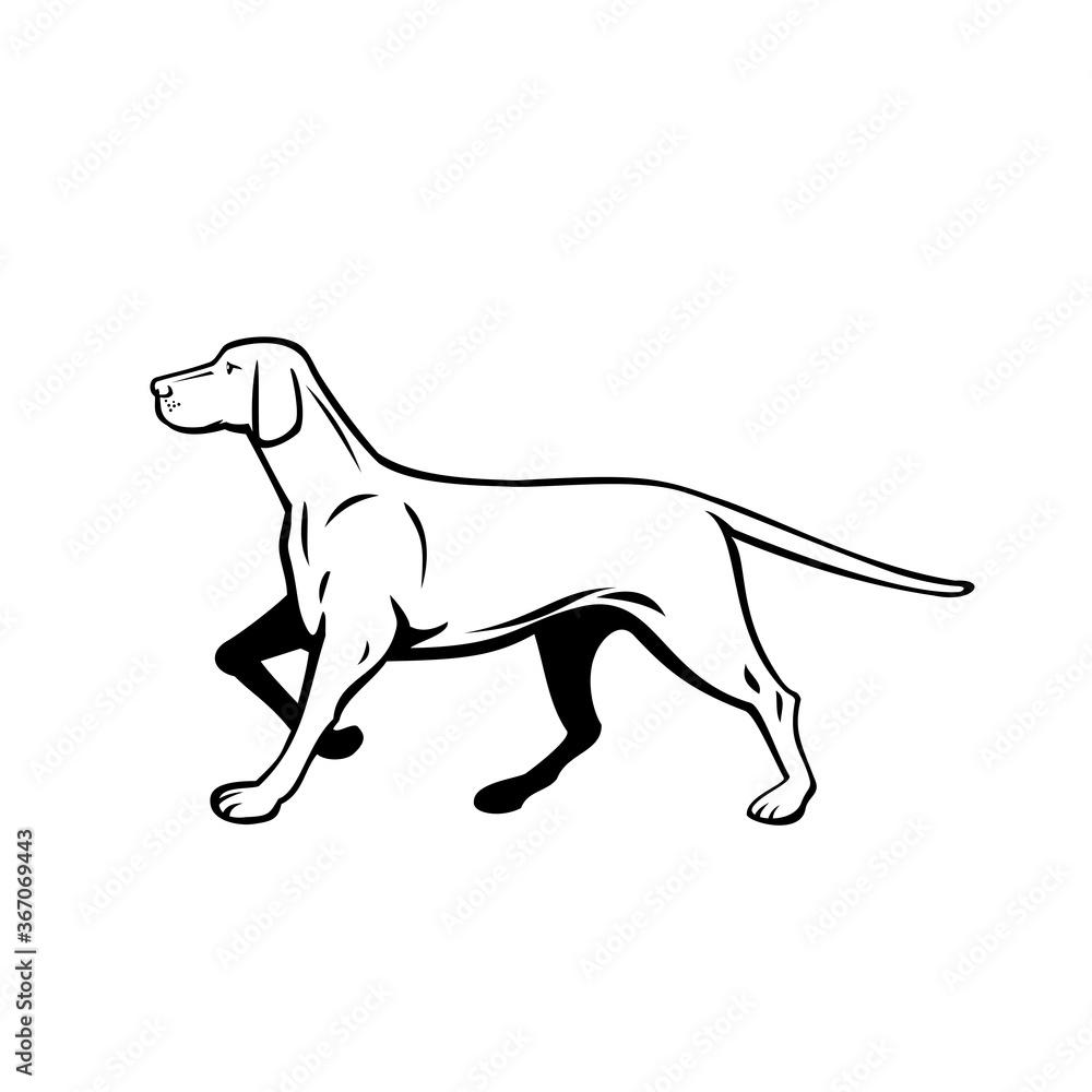 Hungarian or Magyar Vizsla Pointer Dog Walking Stalking Side View Retro Black and White