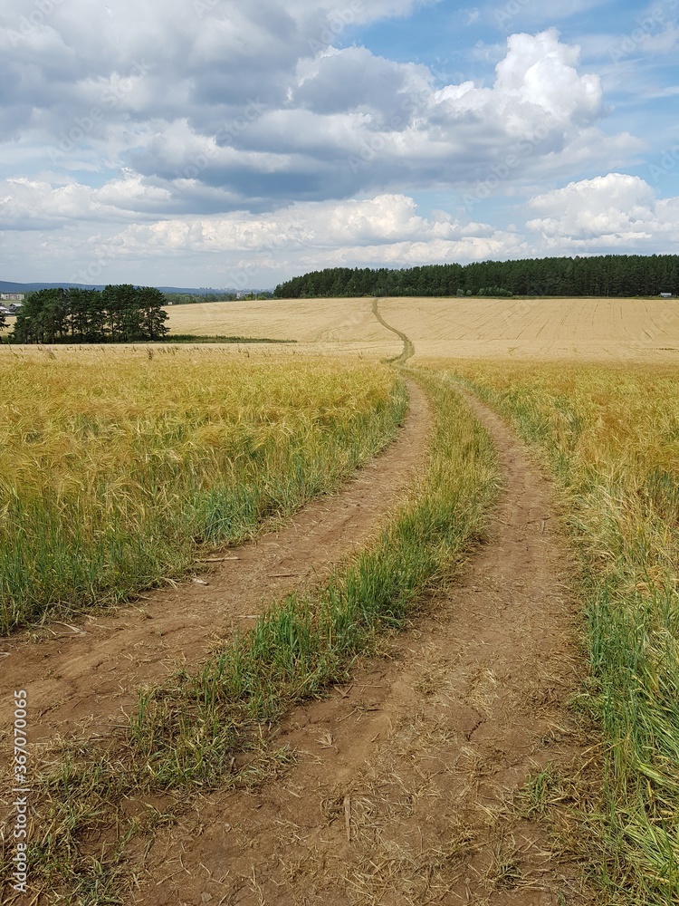 Fototapeta premium Country road in a wheat field