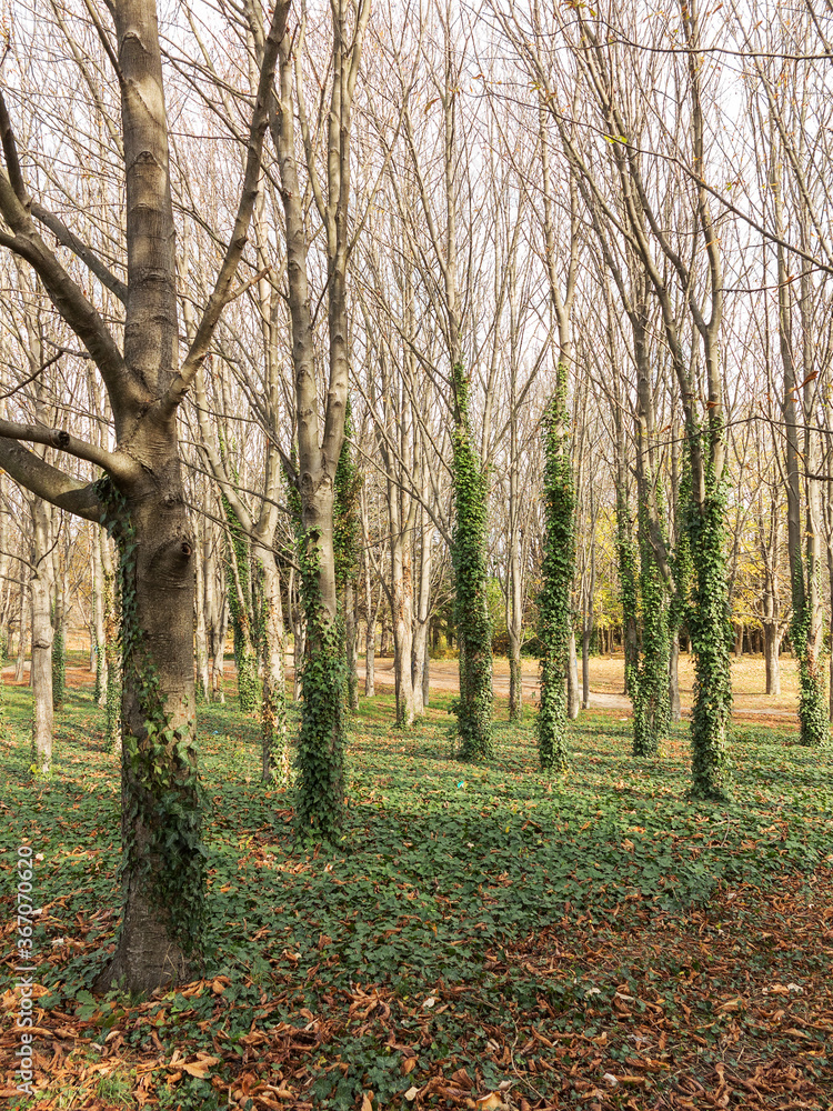 Beautiful authentic landscape of city park in the fall. Varna, Bulgaria Beautiful authentic landscape of city park in the fall. Varna, Bulgaria