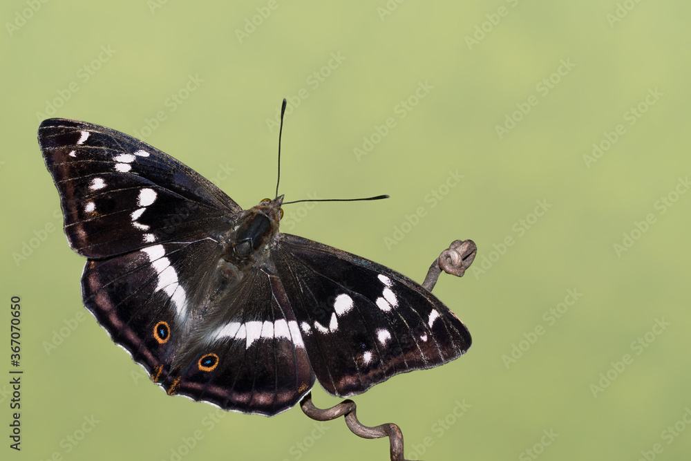 Amazing portrait of Purple emperor (Apatura iris) Amazing portrait of Purple emperor (Apatura iris)