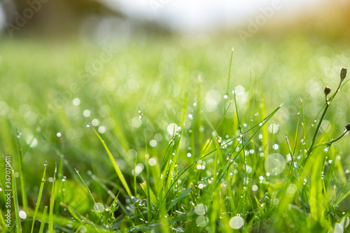 Wet green grass with dew lawn natural backround.Sunny abstract green nature background