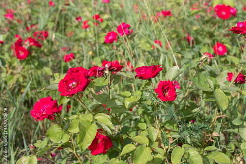 natural background of red roses on green bushes