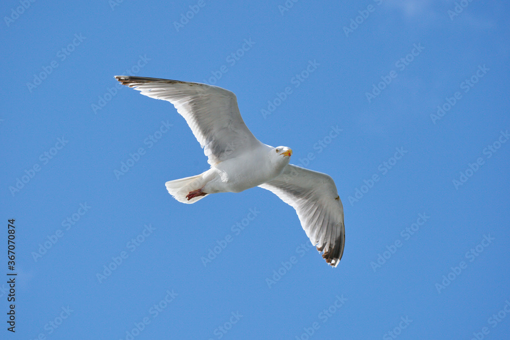 Seagull in flight against blue sky, background., seen from below Seagull in flight against blue sky, background., seen from below