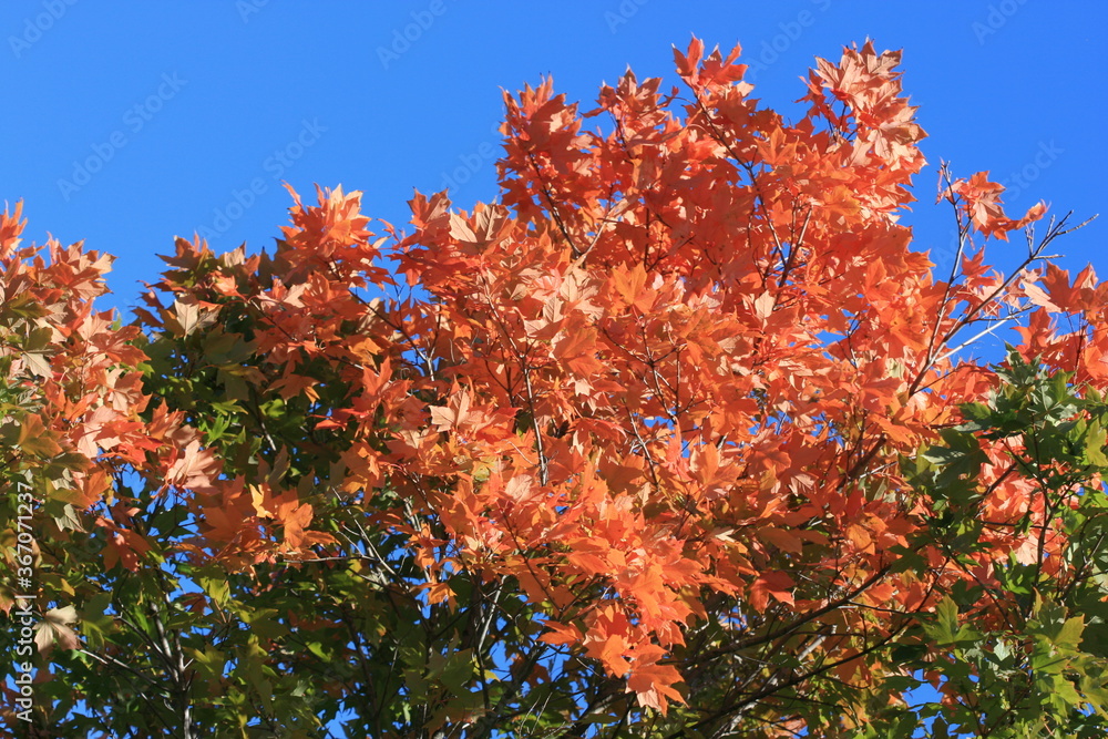 Glorious red and orange colors of the autumn trees