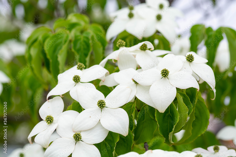 夏の街路樹の白い花 ヤマボウシの花 Stock Photo Adobe Stock