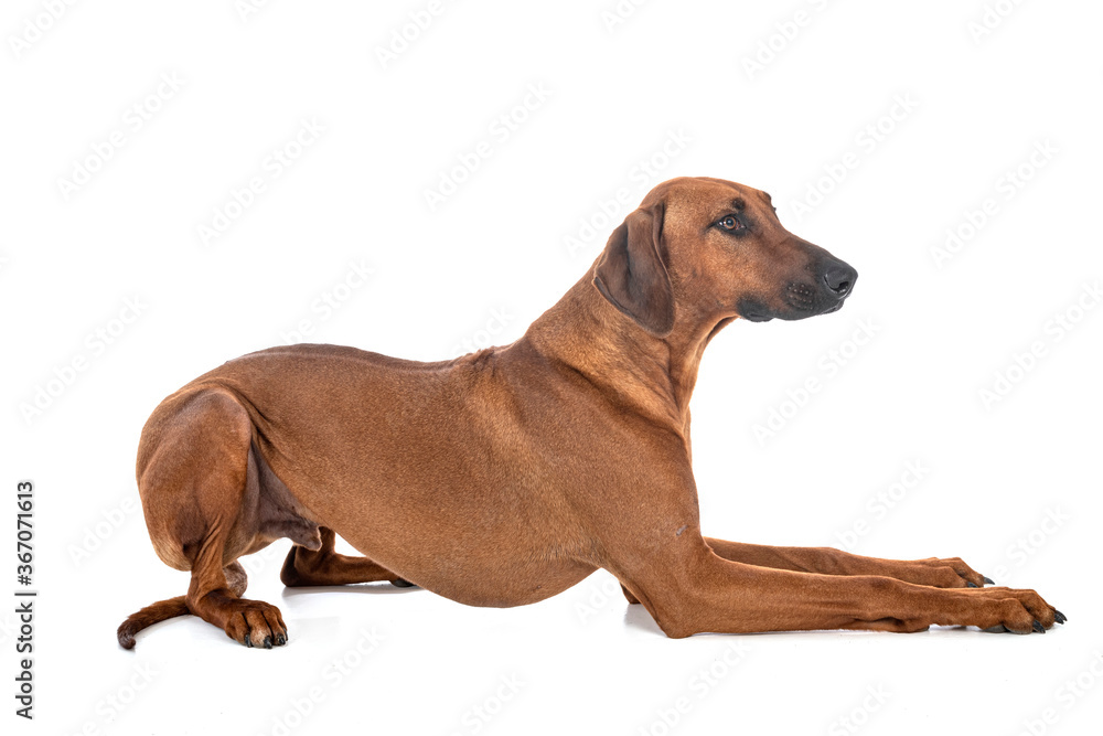 Rhodesian Ridgeback in studio Rhodesian Ridgeback in studio